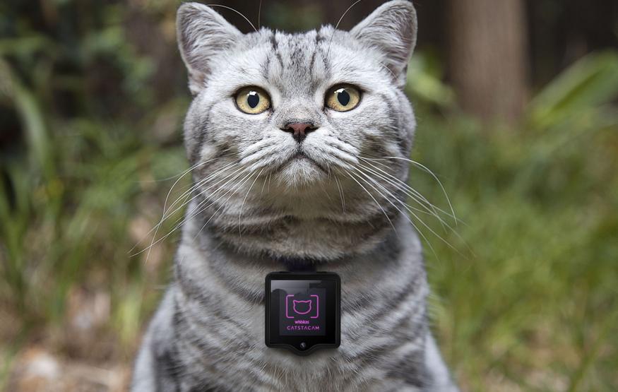 Catstacam lets your cat post to Instagram