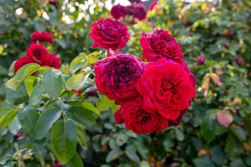 3 scams to watch out for this Valentine’s Day and how to avoid them